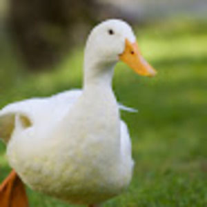 Meet your Posher, Rida